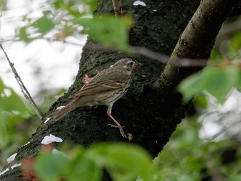 Thu, 3/30/2023 Birding report at 横浜市立金沢自然公園