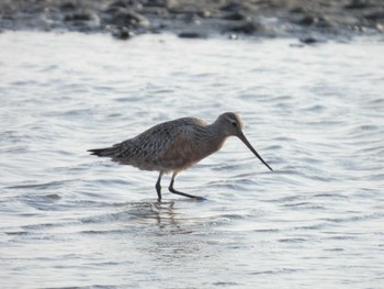 Thu, 3/30/2023 Birding report at Sambanze Tideland