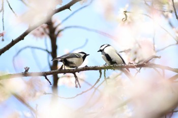 シジュウカラ 洗足池(大田区) 2023年3月30日(木)