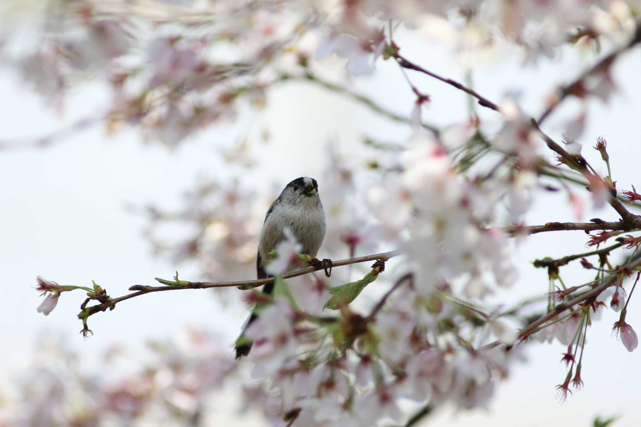 桜×エナガ by 日野いすゞ