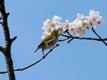 メジロ 多摩川 2023年3月30日(木)