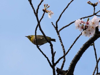 メジロ 多摩川 2023年3月30日(木)