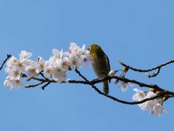 メジロ 多摩川 2023年3月30日(木)