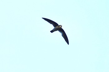 Germain's Swiftlet Taman Alam Kuala Selangor Sun, 3/5/2023