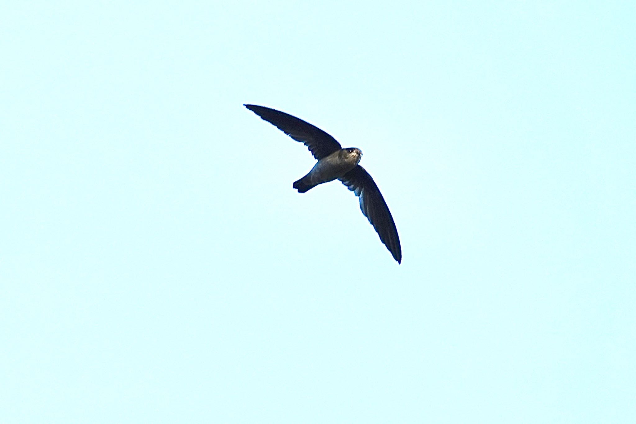 Photo of Germain's Swiftlet at Taman Alam Kuala Selangor by のどか