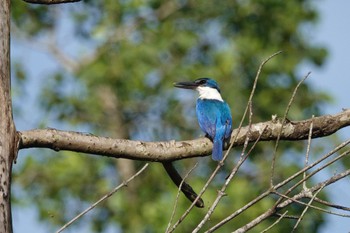 ナンヨウショウビン クアラセランゴール自然公園 2023年3月5日(日)