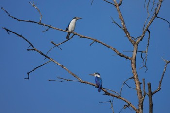 Collared Kingfisher Taman Alam Kuala Selangor Sun, 3/5/2023