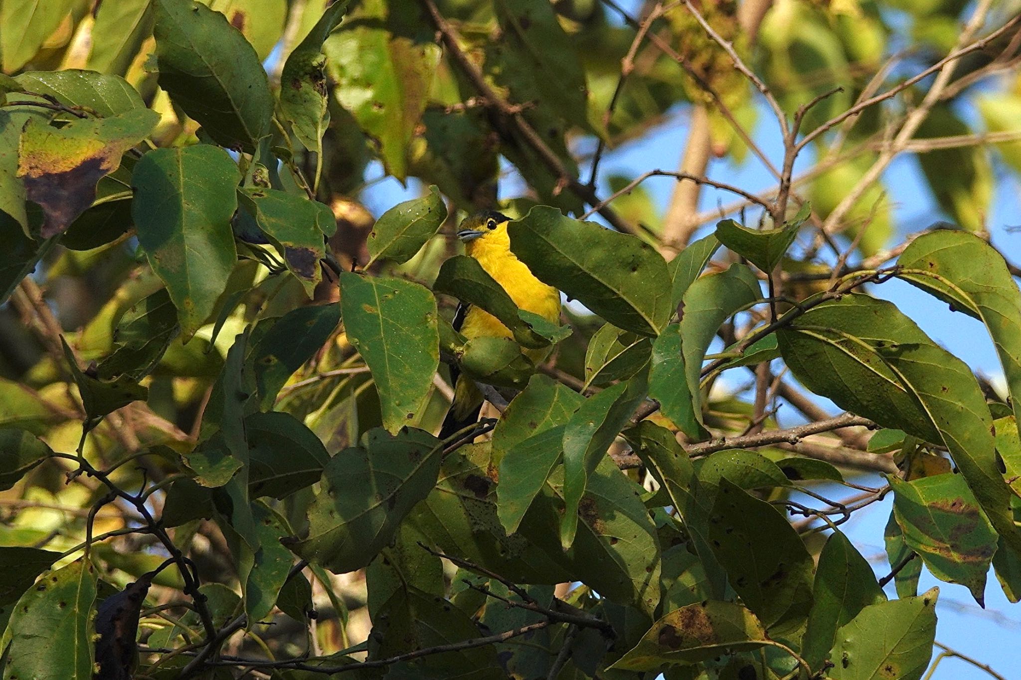 Photo of Common Iora at Taman Alam Kuala Selangor by のどか