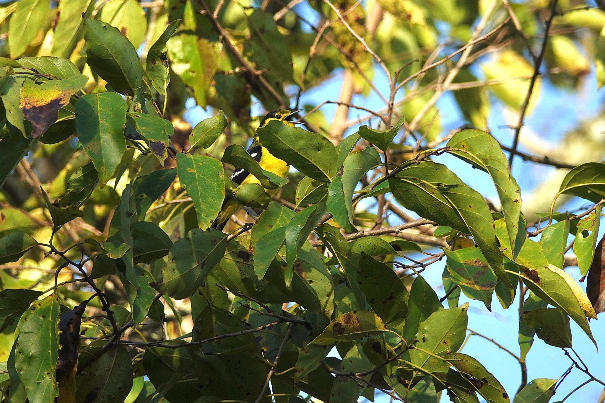 Common Iora