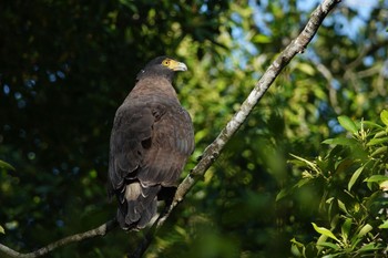 カンムリワシ クアラセランゴール自然公園 2023年3月5日(日)