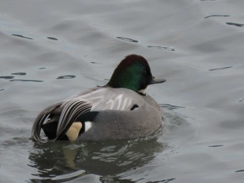 Falcated Duck 佐波川河口(山口県) Sat, 1/15/2022