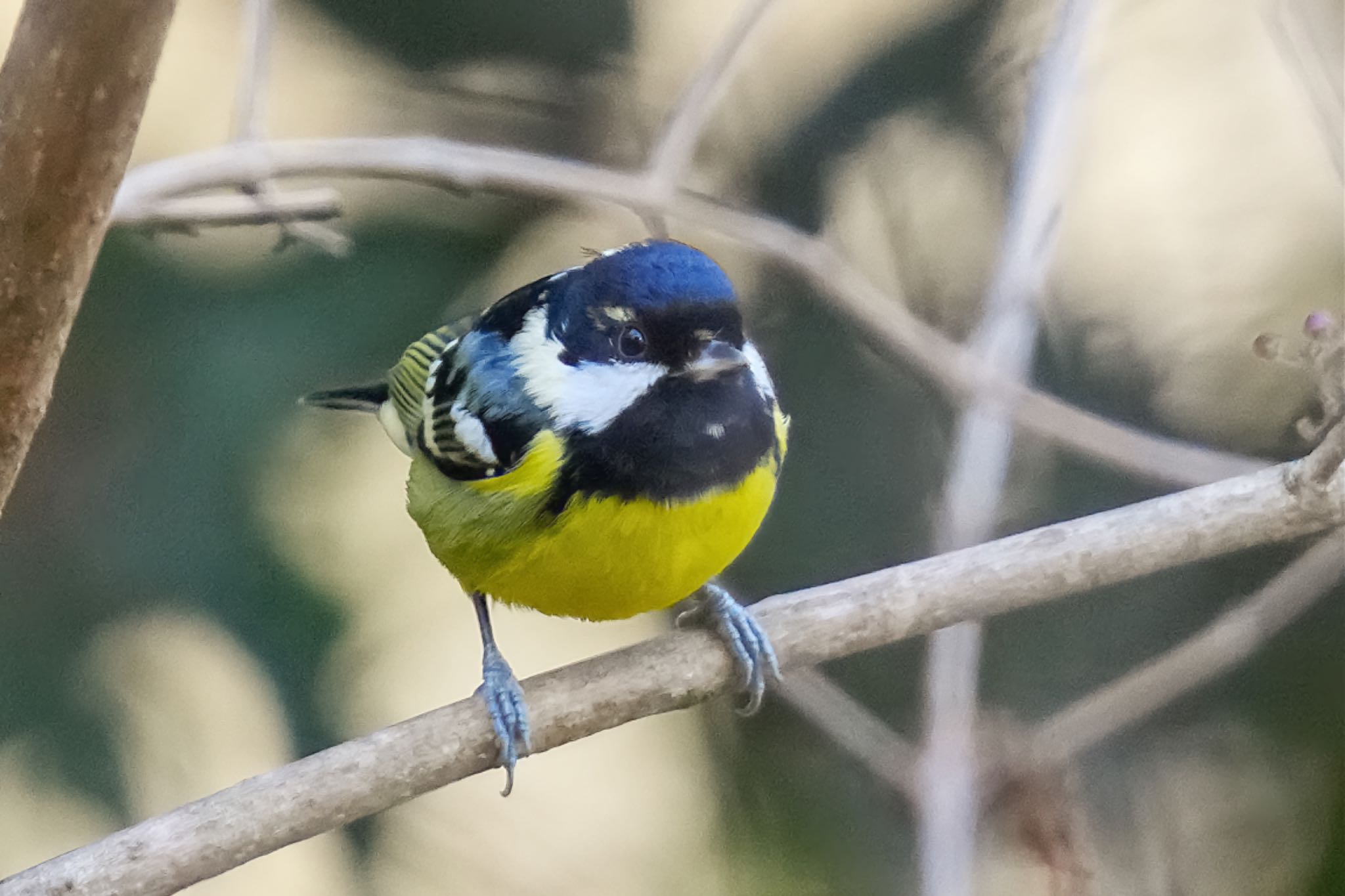 Yellow-bellied Tit