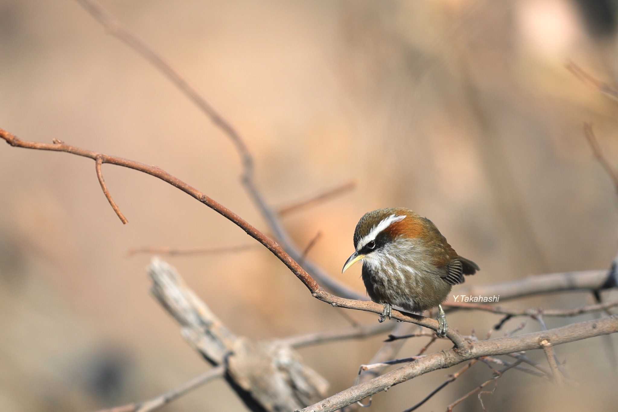 Photo of Streak-breasted Scimitar Babbler at 中国河南省 by 八丈 鶫