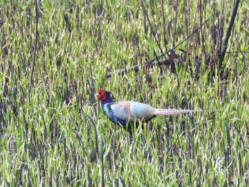 Green Pheasant 渡瀬遊水池 Wed, 3/29/2023