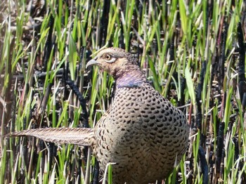 Green Pheasant 渡瀬遊水池 Wed, 3/29/2023