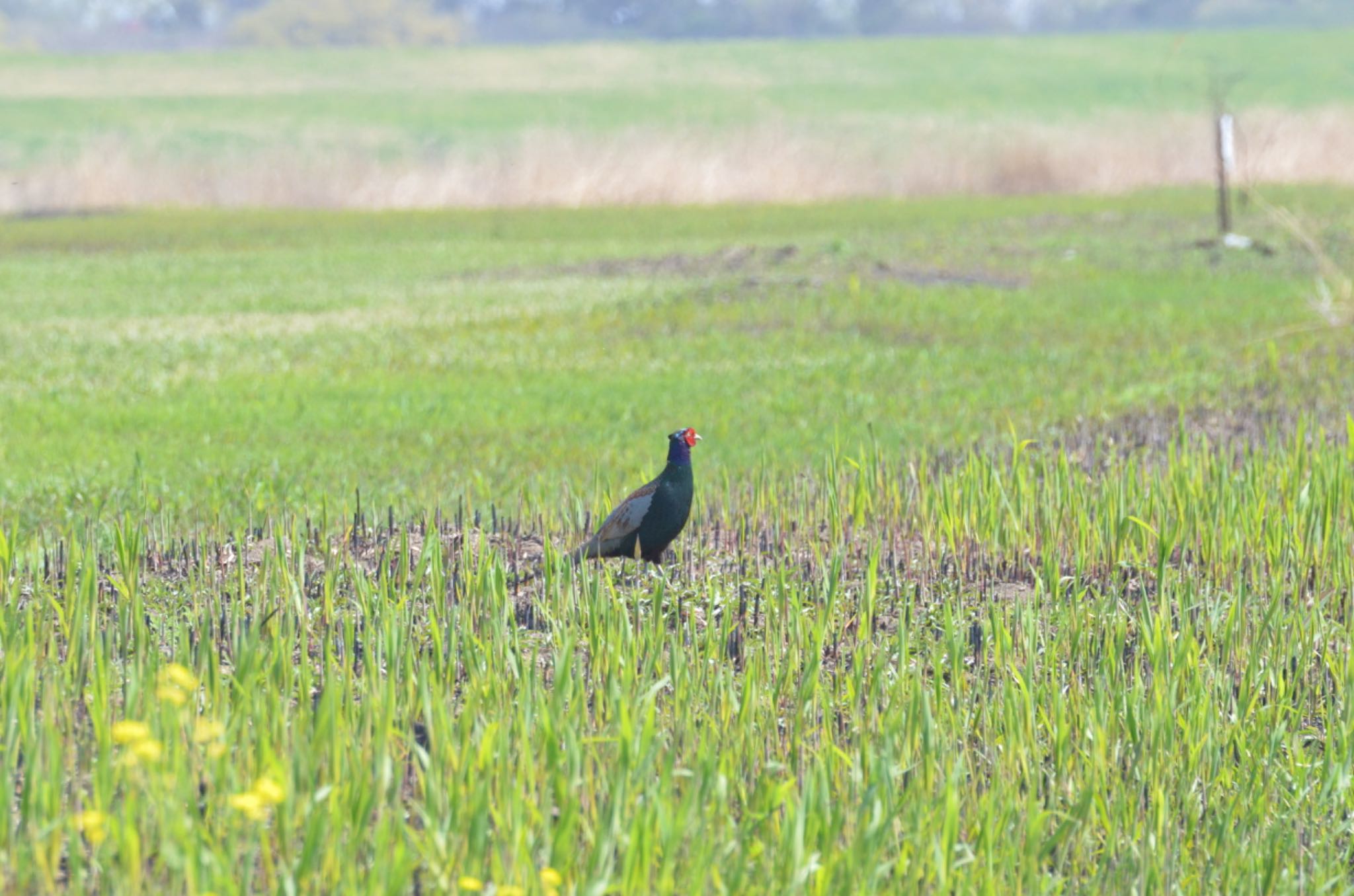 Photo of Green Pheasant at 渡瀬遊水池 by sol51