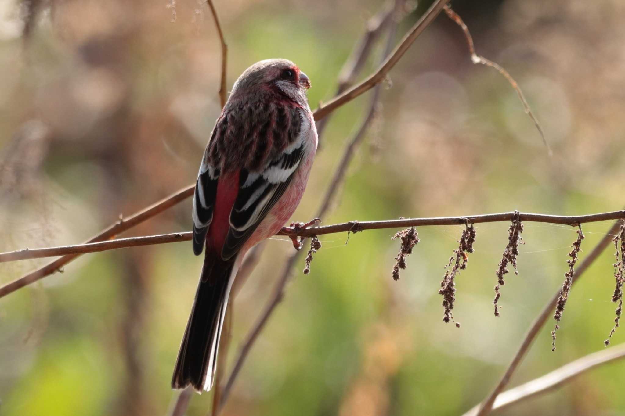 Siberian Long-tailed Rosefinch