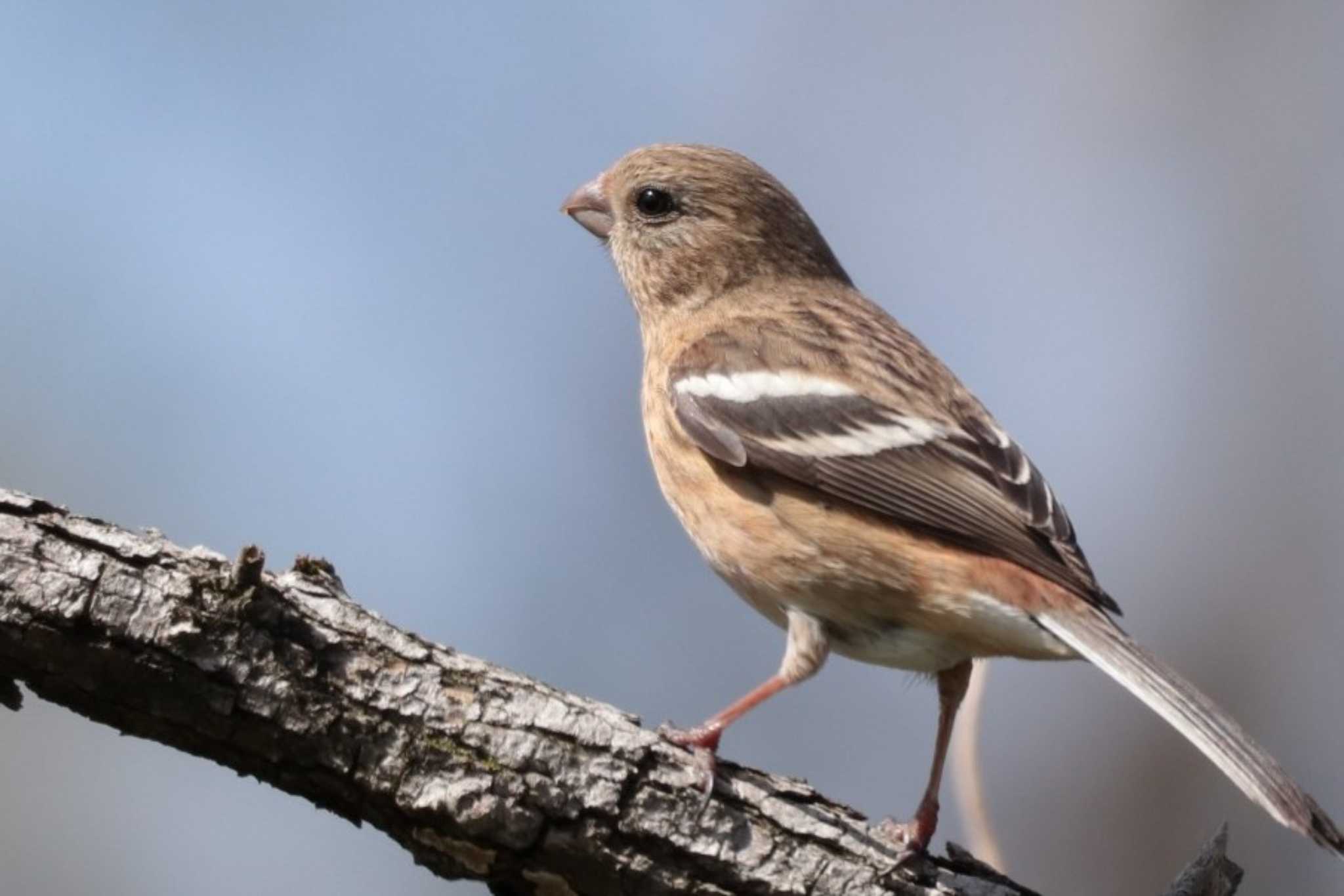 Siberian Long-tailed Rosefinch