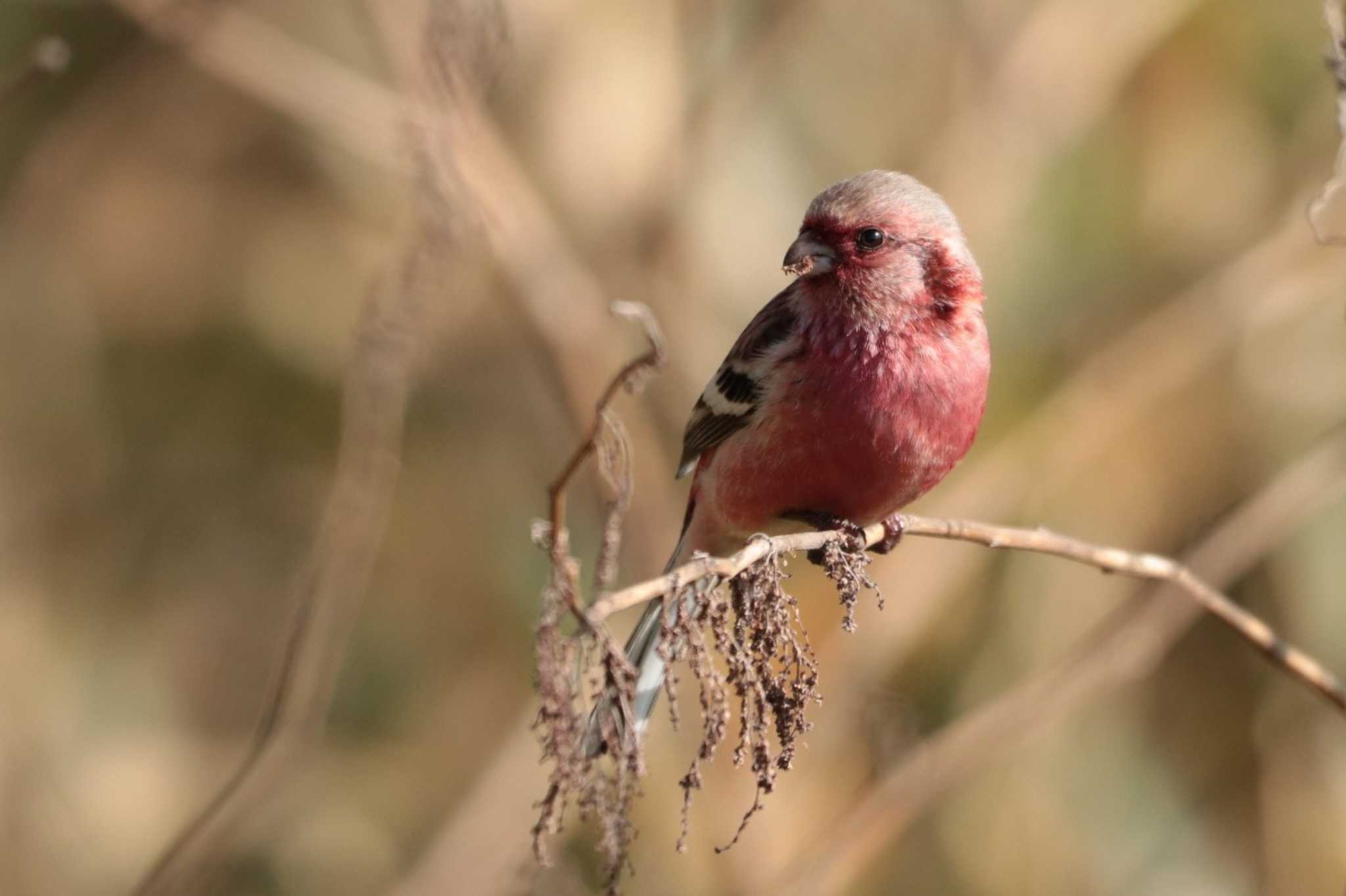 Siberian Long-tailed Rosefinch