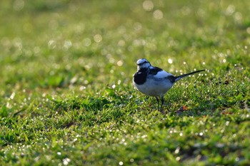 ハクセキレイ 長浜公園 2023年3月30日(木)