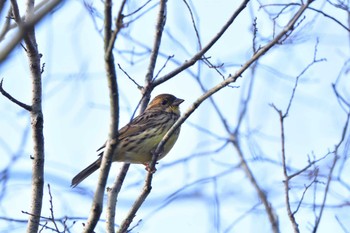 アオジ 長浜公園 2023年3月30日(木)