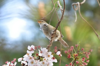 2023年3月30日(木) 長浜公園の野鳥観察記録