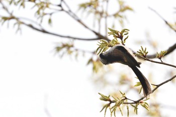 エナガ 長浜公園 2023年3月30日(木)