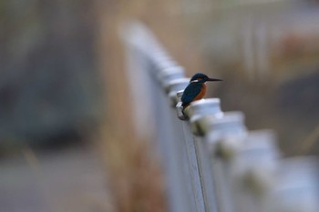 カワセミ 長浜公園 2023年3月30日(木)