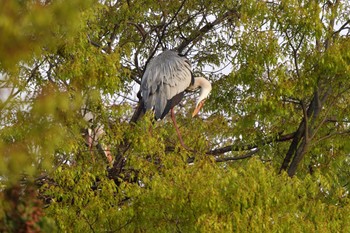 アオサギ 長浜公園 2023年3月30日(木)