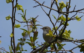 Japanese Bush Warbler 倉敷市藤戸町 Fri, 3/31/2023