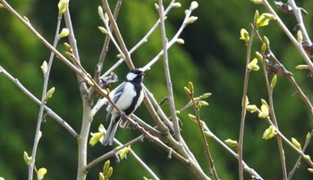 Japanese Tit 倉敷市藤戸町 Fri, 3/31/2023