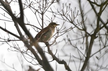 ツグミ 長浜公園 2023年3月31日(金)