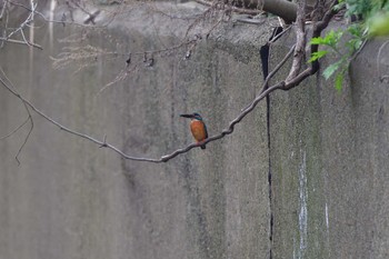 カワセミ 長浜公園 2023年3月31日(金)