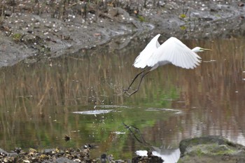 ダイサギ 長浜公園 2023年3月31日(金)