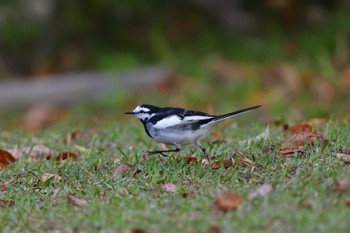 ハクセキレイ 長浜公園 2023年3月31日(金)