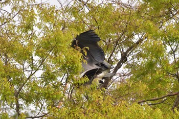 アオサギ 長浜公園 2023年3月31日(金)