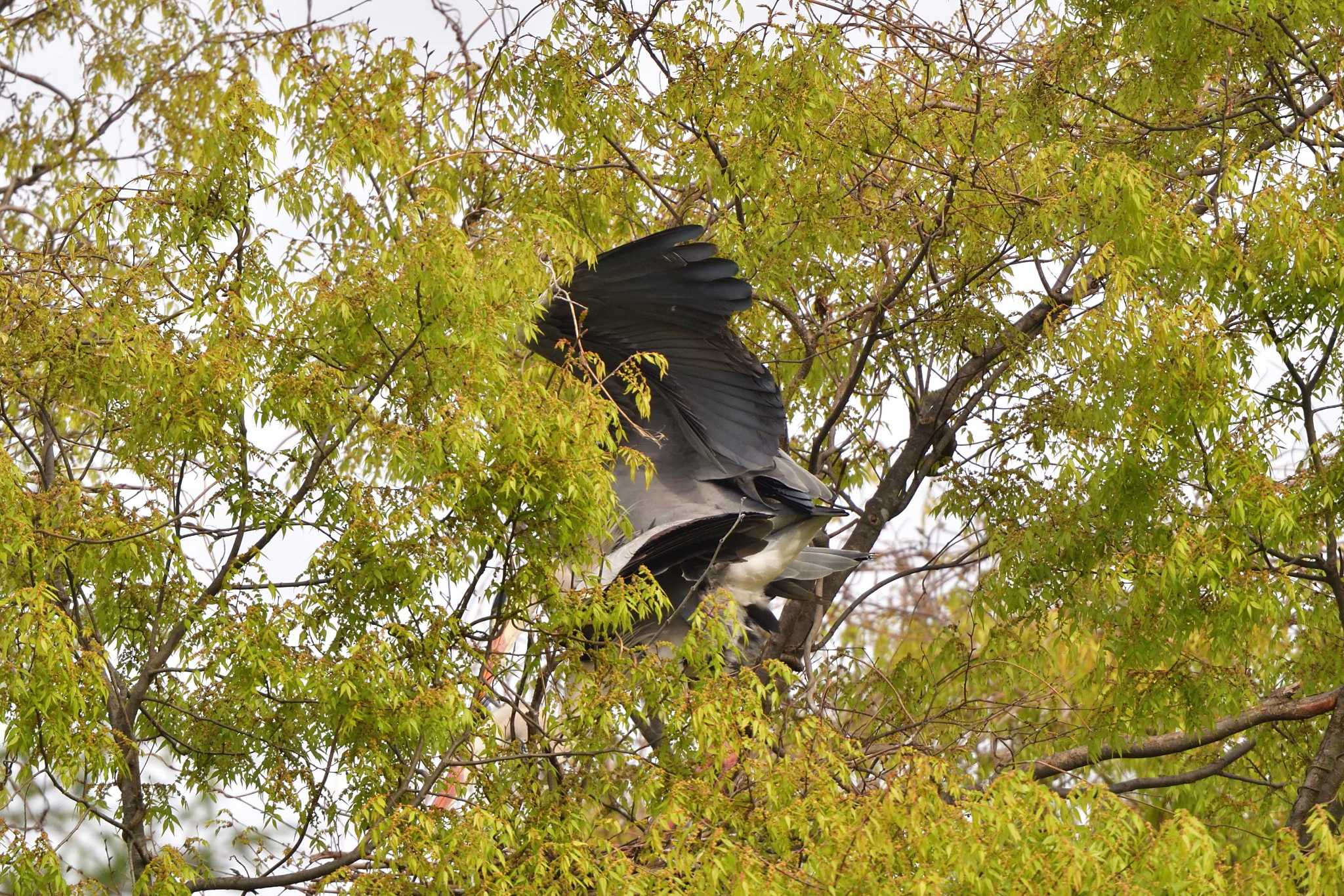 長浜公園 アオサギの写真 by やなさん