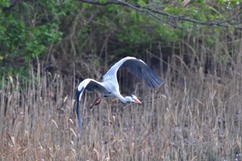 アオサギ 長浜公園 2023年3月31日(金)