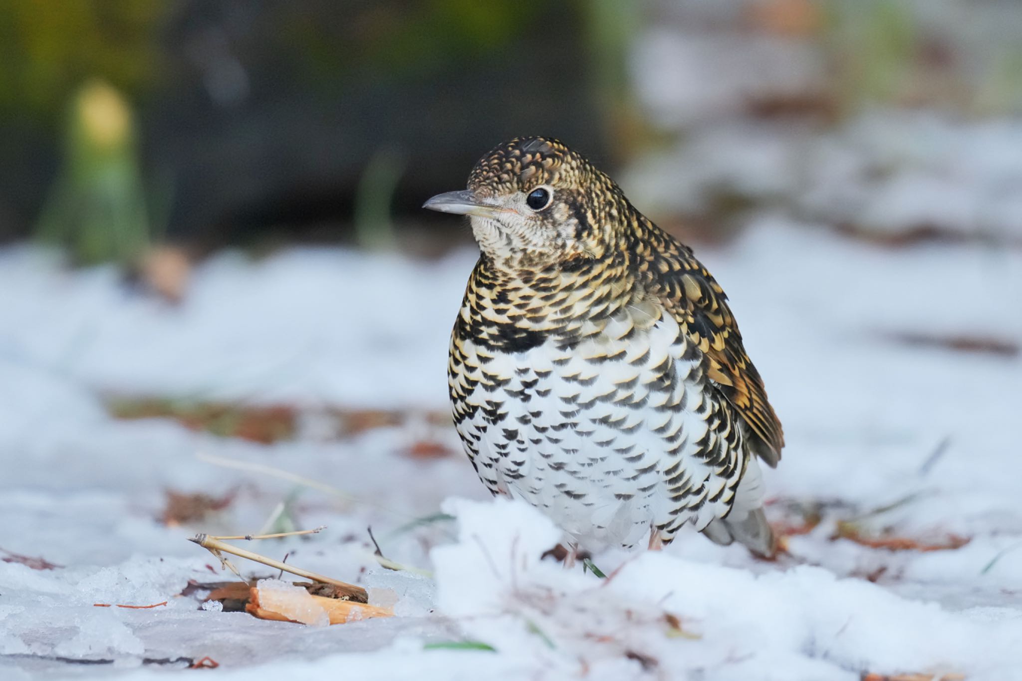 White's Thrush