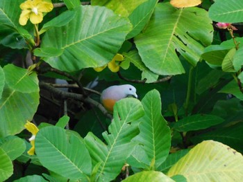 Pink-necked Green Pigeon Singapore Botanic Gardens Wed, 2/22/2023