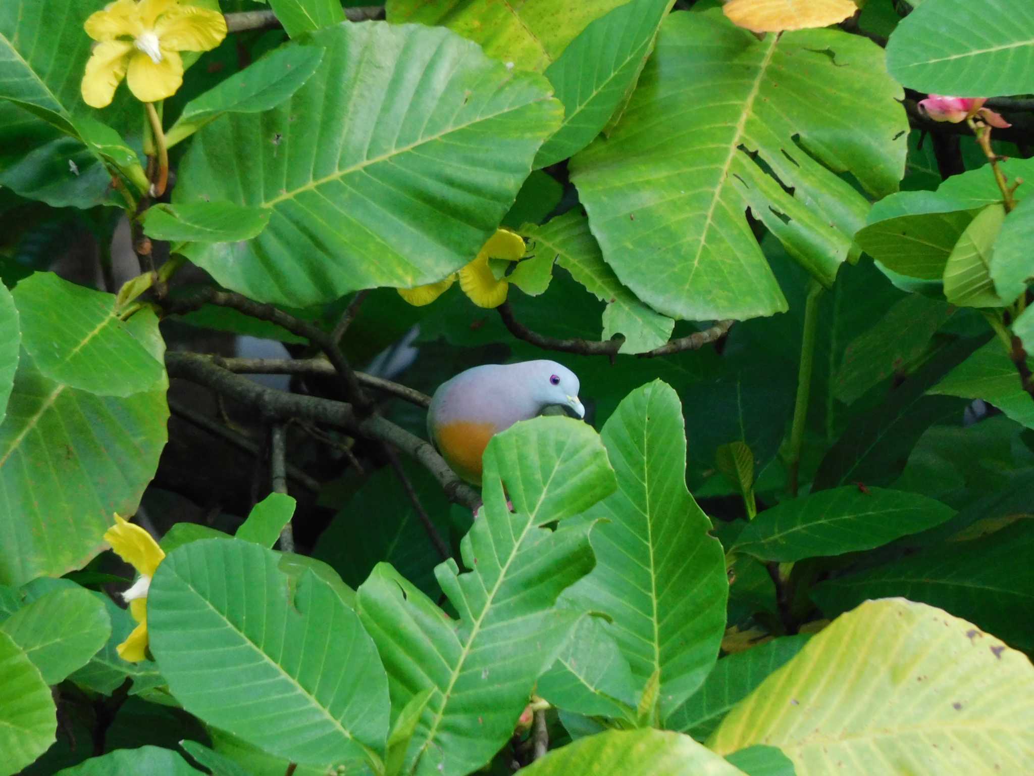 シンガポール植物園 コアオバトの写真 by mkmole