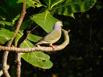 Pink-necked Green Pigeon Singapore Botanic Gardens Wed, 2/22/2023