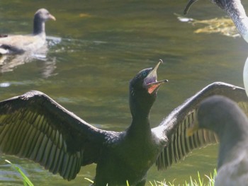 Little Black Cormorant Royal Botanic Gardens Sydney Wed, 3/29/2023