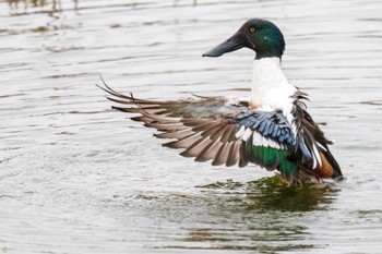 Northern Shoveler Kasai Rinkai Park Sun, 3/12/2023