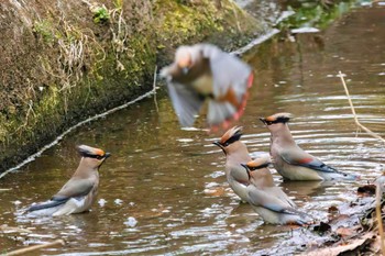 2023年3月12日(日) 葛西臨海公園の野鳥観察記録