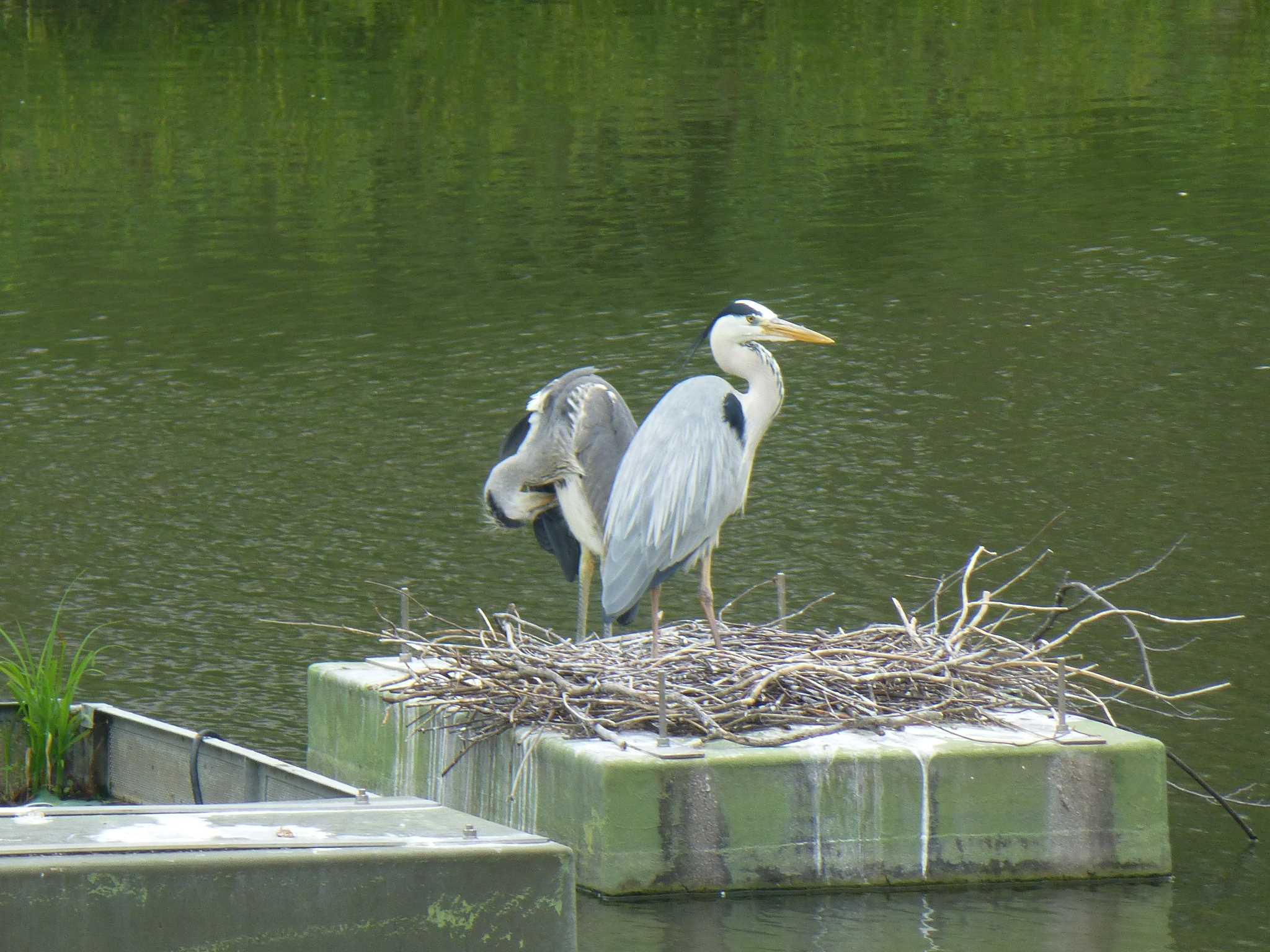 Photo of Grey Heron at 香櫨園浜 by マル