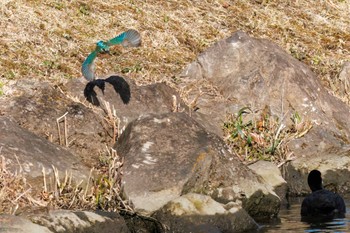 カワセミ 新横浜公園 2023年2月25日(土)