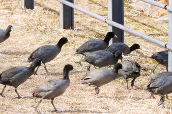 オオバン 新横浜公園 2023年2月25日(土)