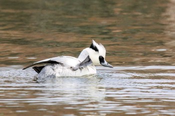 Smew Shin-yokohama Park Sat, 2/25/2023