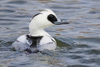 Smew Shin-yokohama Park Sat, 2/25/2023